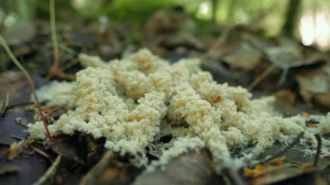 Close up shot of slime mold on ground over fallen leaves Stock Footage 154192835