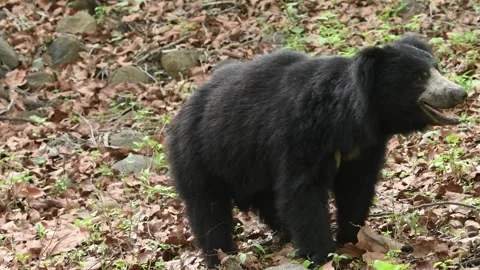Close up shot of Sloth bear or Melursus ursinus or Indian bear wild adult male Stock Footage 304335820