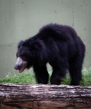 A close up shot of a Sloth bear Stock Photos