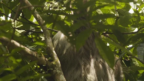 Close up shot of sloth crawling up on tree branch to rest, Costa Rica Stock Footage 141246052