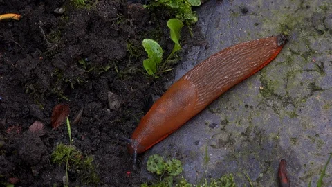 Close up shot of slug on the ground moving UK 4K Stock Footage 113535305