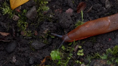 Close up shot of slug on the ground moving UK 4K Видео 113535644