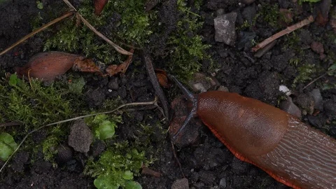 Close up shot of slug on the ground moving UK 4K Vidéo 113535677