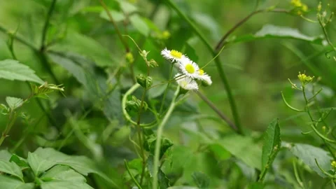 Close up shot of small breeze blowing on a daisy flower during the early summer 動画素材 336649311