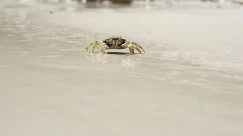 Close shot of small crab running on the sandy beach to hide in the sea. Stock Footage 142073165