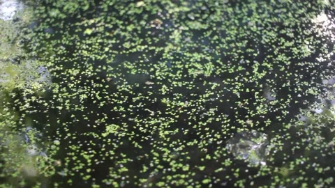 Close up shot of small duckweed plants floating on calm dark pond water Stock Footage 340592048