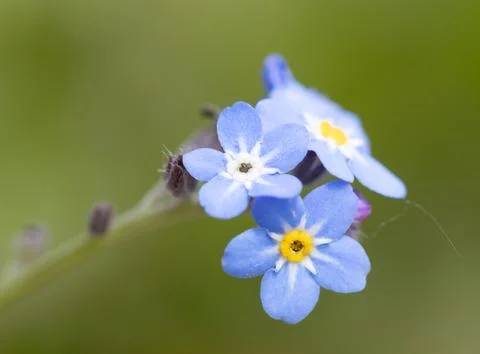 Close-up shot of small forget-me-not flowers with soft depth of field Stock Photos