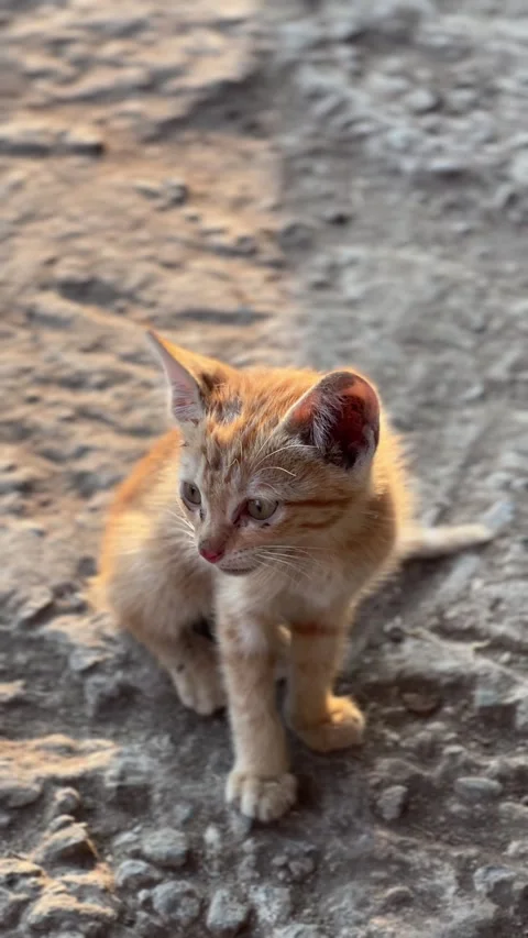 Close-up shot of a small ginger kitten sitting on a patch of rough stony the Stock Footage 327637615