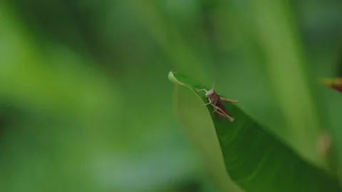 A close-up shot of a small grasshopper resting on the edge of a vibrant green 動画素材 336057416