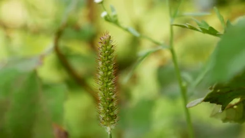 Close up shot of a small green herb swinging by the wind. Stock Footage 281314829