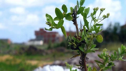 Close shot of small green leaves grown from ground Stock Footage 80219350