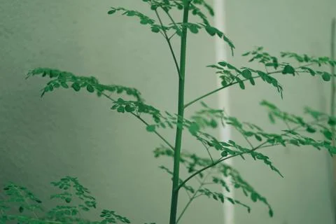 Close up shot of a small growing tree leaves 库存照片