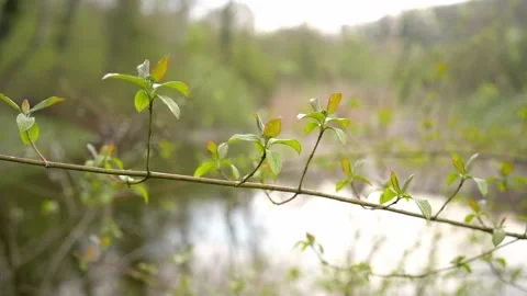 Close up shot of small leaves on a tree branch, lake in the background, Stock Footage 260091022