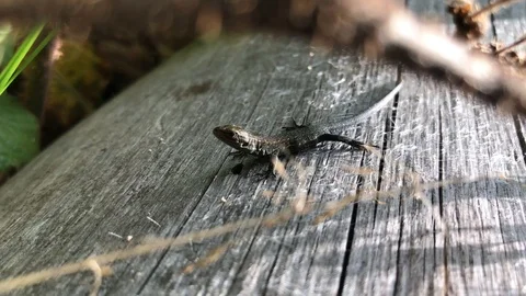 Close shot of small lizard sitting on the wood in the forest Stock Footage 93305525