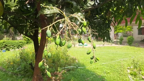 Close shot of small mango hanging in  tree. Stock Footage 154317651