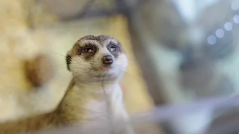 Close up shot of a small meerkat being hand fed a treat by a visitor. Detai.. Video stock 331766499