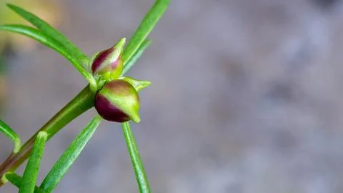 Close-up shot of small moss rose flower buds Stock Photos