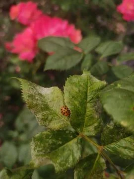 A close-up shot of a small, orange ladybug perched on a green rose leaf. Stock Photos