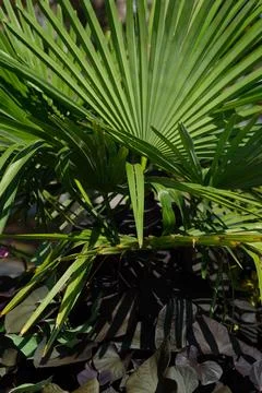 Close-up shot of a small palm tree on a flower bed Stock Photos