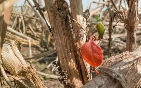 Close shot of a small red leaf grown on dried wild plant - endurance concept. Foto stock