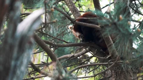 Close up shot of a small red panda lesser panda cleaning paws seating on a tree Stock Footage 260420011