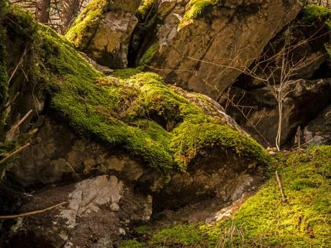 Close up shot of a small sapling Stock Photos