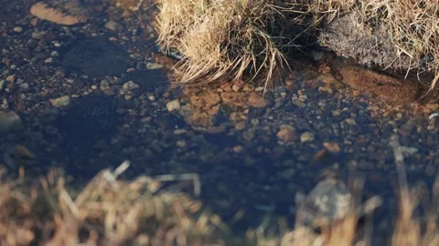 A close-up shot of the small shallow stream with a rocky bottom and grassy Stock Footage 175940842