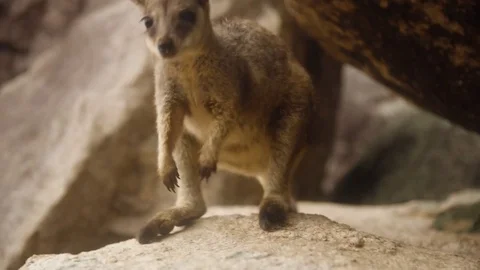 Close up shot of a small Swamp Wallaby on a rock Stock Footage 80463578