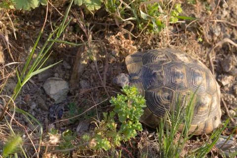 Close-up shot of a small turtle Foto stock