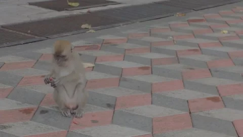 A close-up shot of a small wild monkey sitting on the ground and eating. Stock Footage 341838167