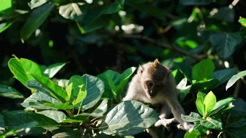 Close up shot of smiling with teeth monkey hanging on branch Stock Footage 276711875