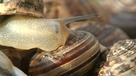 Close up shot of a snail 5 Stock-Footage 292118