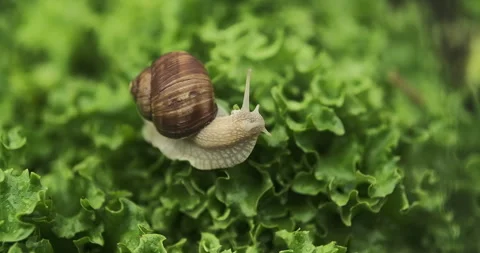 Close up shot of a snail crawling on the lettuce leaves, eating them. 4k, slo Stock Footage 276687415