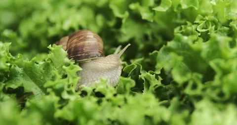 Close up shot of a snail crawling on the lettuce leaves, eating them. 4k Vídeo Stock 276690574