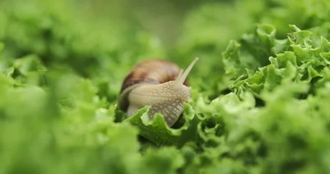 Close up shot of a snail crawling on the lettuce leaves, eating them. 4k, slo Stock Footage 276691597