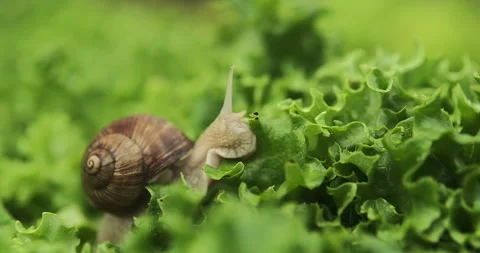 Close up shot of a snail crawling on the lettuce leaves, eating them. 4k, slo Stock Footage 276691623