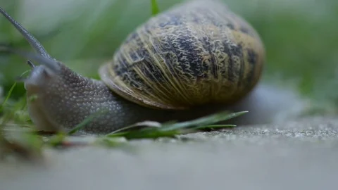 Close up shot of a snail Stock Footage 83395723