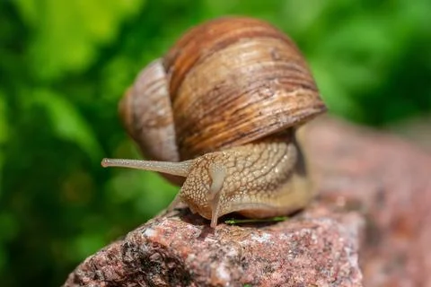 Close up shot of snail Stockfoto's