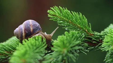 Close up shot of a Snail on a ?ree Stock Footage 240884889