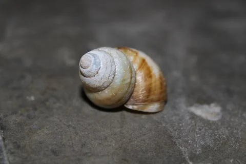Close-up shot of a snail shell on the floor - Abstract. Stock Photos