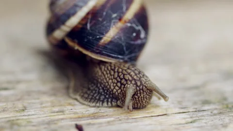 Close up shot of a Snail On A Table Stock Footage 240886496
