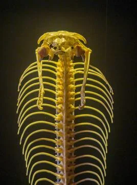 Close up shot of a snake bone structure Foto stock