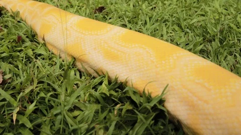 A close up shot of a snake crawling in the forest Stock Footage 125025900