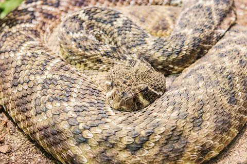 Close up shot of a snake crawling Foto stock