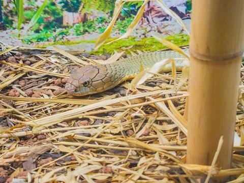 Close up shot of a snake Foto stock