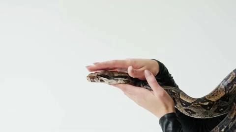 Close up shot of the snake's head on a woman's hands. Video stock 148078607