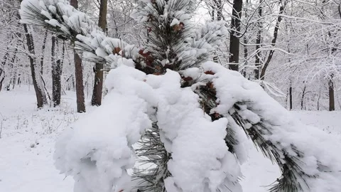 Close-up shot of a snow-covered pine branch in a winter park.  Stock-Footage 321832617