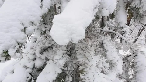 A close-up shot of a snow-covered pine tree branch.  Stock Footage 321833454