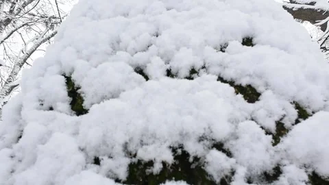 A close-up shot of a snow-covered tree trunk in a winter forest. Stock-Footage 321830414