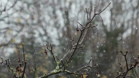 CLOSE SHOT OF SNOW FALLING IN SLOW MOTION ONTO TREE BRANCH Stock Footage 126541251